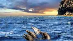Delfine im Meer bei Los Gigantes