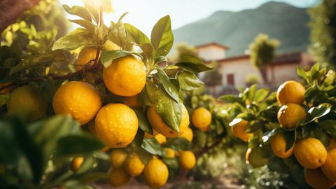 Zitronenbaum auf einer Italien Reise mit sz-Reisen
