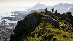 Berge und Pflanzenwelt auf den Lofoten