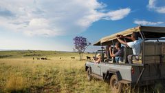 Wildsafari copy