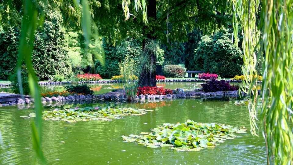 Parco Sigurtà Valeggio, Seerosen