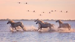 Abendstimmung mit Camargue-Pferden und fliegenden Flamingos