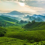 Cameron Highlands Malaysia ©Black Cat Imaging, AdobeStock Cameron Highlands Malaysia