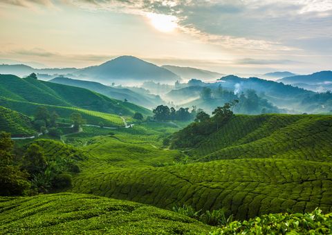 Cameron Highlands Malaysia