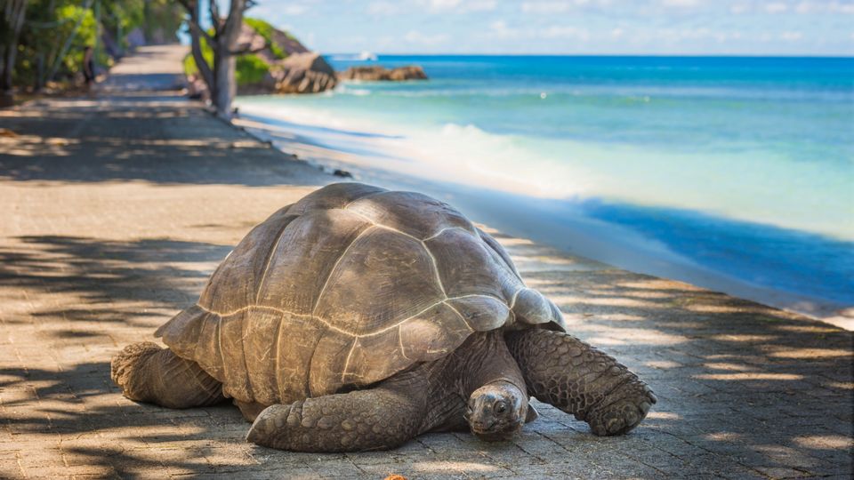 Riesenschildkröte auf Aldabra