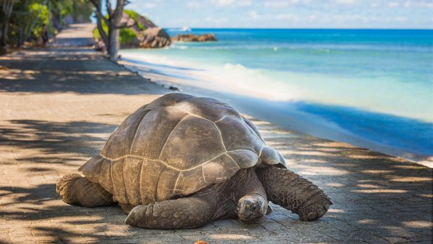 Seychellen, Aldabra, Riesenschildkröte