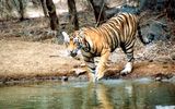 4485_._Ranthambore-National-Park-Tiger__c__Indisches_Ministerium_fuer_Tourismus