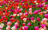 Bunte Tulpen