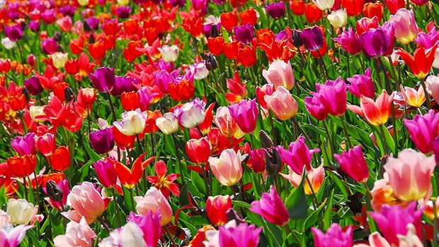 Bunte Tulpen