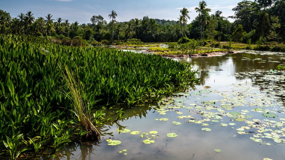 Teich auf Pulau Ubin, Singapore