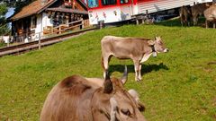 Rigi - Train from Vitznau