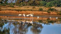 Ria Formosa Naturschutzgebiet