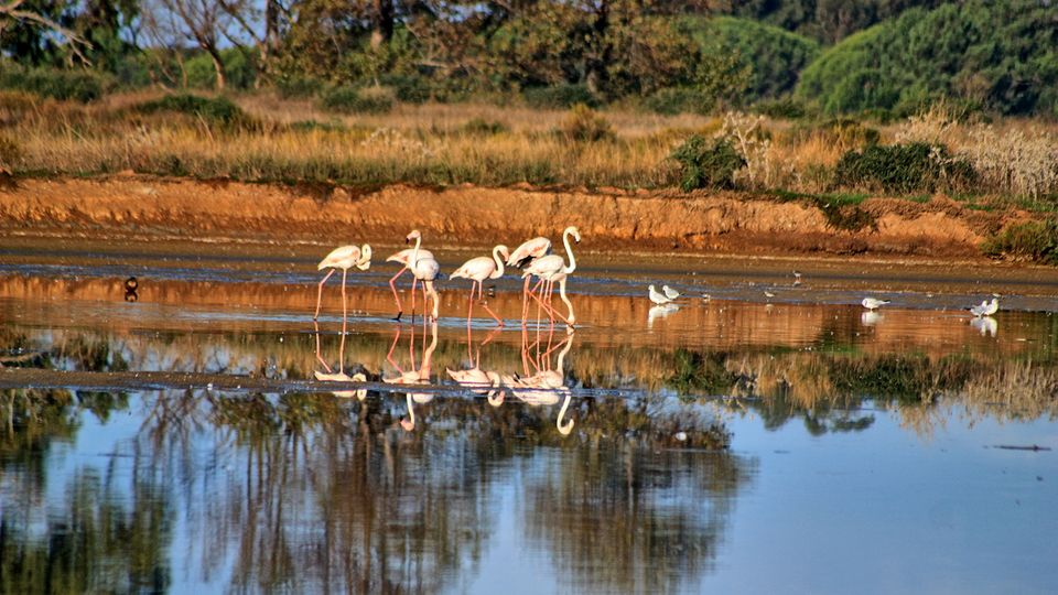 Ria Formosa Naturschutzgebiet