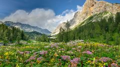 Bergblumen im Triglav Nationalpark