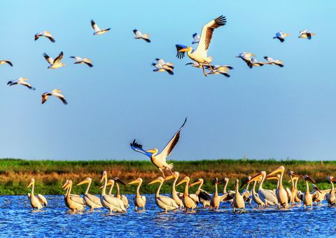 Pelikane im Donaudelta