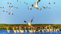 Pelikane im Donaudelta