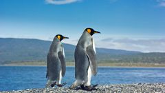 Zwei Pinguine auf dem Weg zum Meer