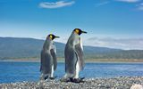 Zwei Pinguine auf dem Weg zum Meer