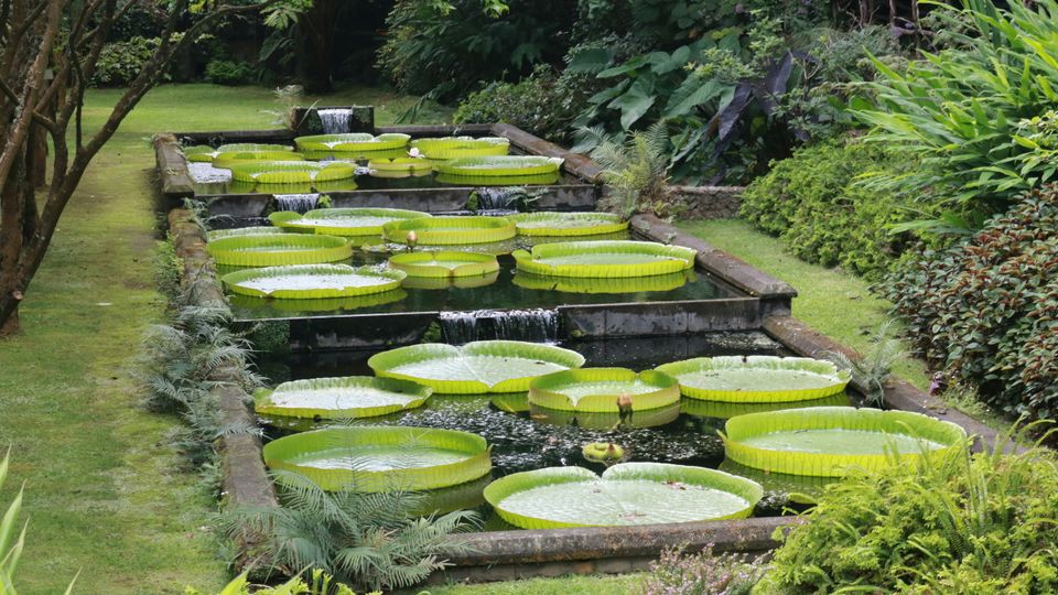 Terra Nostra Garden, Furnas