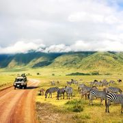 Zebras im Ngorongoro Nationalpark