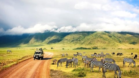 Zebras im Ngorongoro Nationalpark