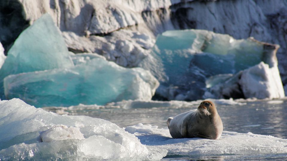 Bewohner auf Spitzbergen
