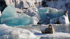 Bewohner auf Spitzbergen