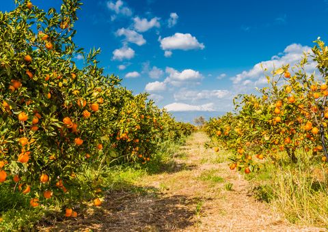 Orangenplantage mit Blick auf den Ätna