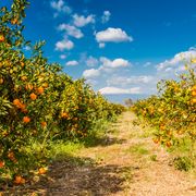 Orangenplantage mit Blick auf den Ätna ©majonit, AdobeStock Orangenplantage mit Blick auf den Ätna