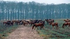 Pferdeweide im Hollaendischen Nationalpark de Hoge Veluwe