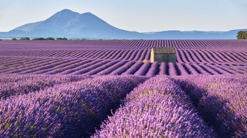 Lavendelfeld auf einer Frankreich Reise mit sz-Reisen