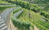 Weinhang am Hotel Terme la Pergola in Italien, Ischia