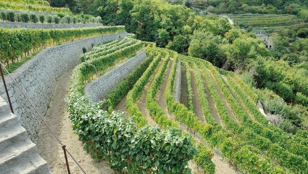 Weinhang am Hotel Terme la Pergola in Italien, Ischia