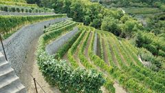 Weinhang am Hotel Terme la Pergola in Italien, Ischia