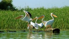 Pelikane im Delta