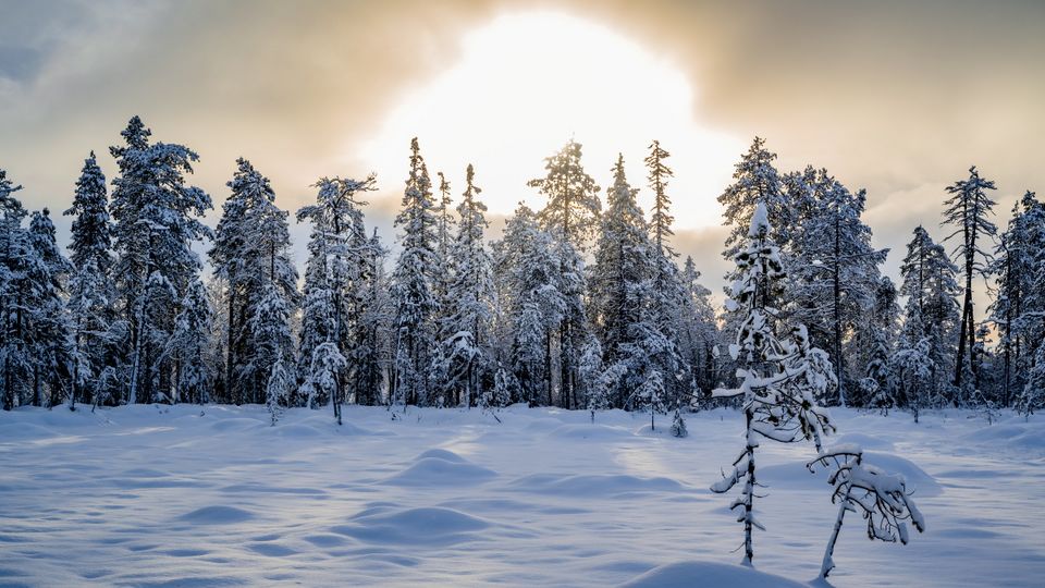 Lappland Landschaft bei Pyhä