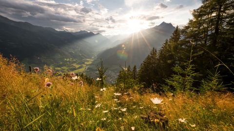 Almwiese bei Matrei in Osttirol