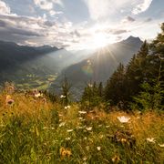 Almwiese bei Matrei in Osttirol