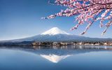 Fuji Kirschblüte