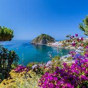 Ischia Blütenpracht