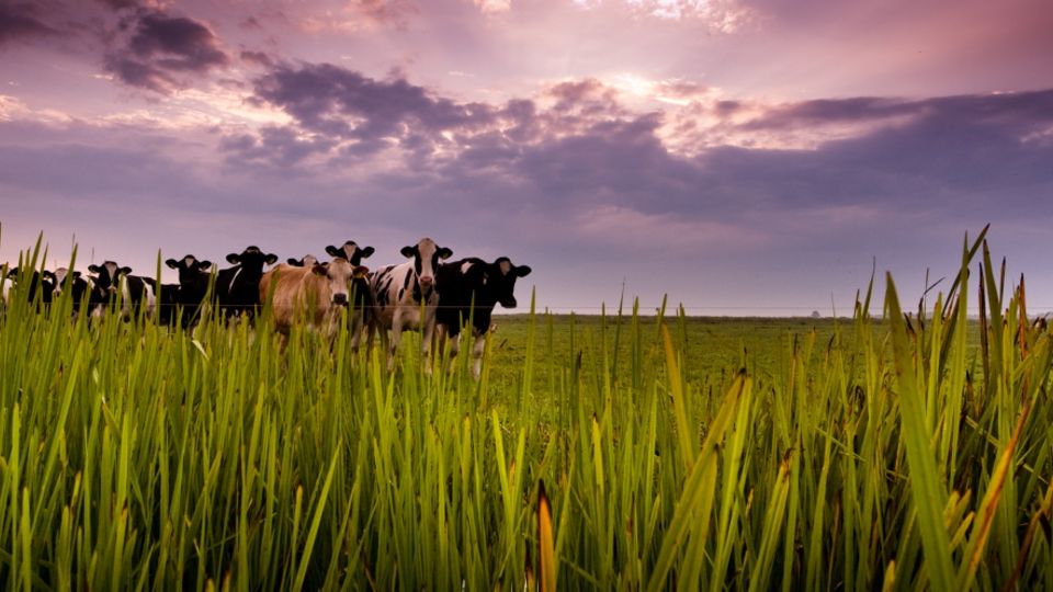 Friesland natur