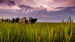 Friesland natur