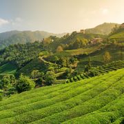 Schwarzes Meer Teefeld Türkei