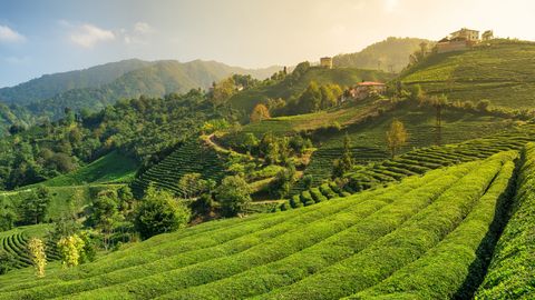 Teefeld in der Region Rize ©Mazur Travel, AdobeStock Schwarzes Meer Teefeld Türkei