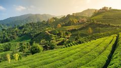 Teefeld in der Region Rize ©Mazur Travel, AdobeStock Schwarzes Meer Teefeld Türkei