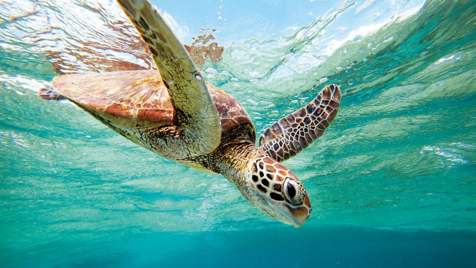 Große Schildkröte