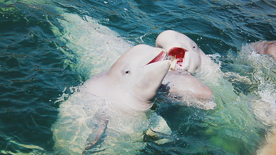 Beluga Wale im Weissen Meer