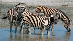 Zebras am Wasserloch
