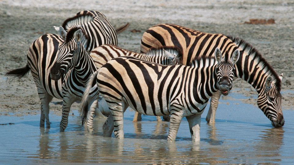 Zebras am Wasserloch