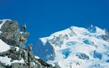 Steinböcke oberhalb von Zermatt 
